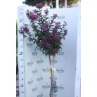 Törzse kínai selyemmirtusz Lagerstroemia indica 'Purple Star' Konténeres 15 lit. T80