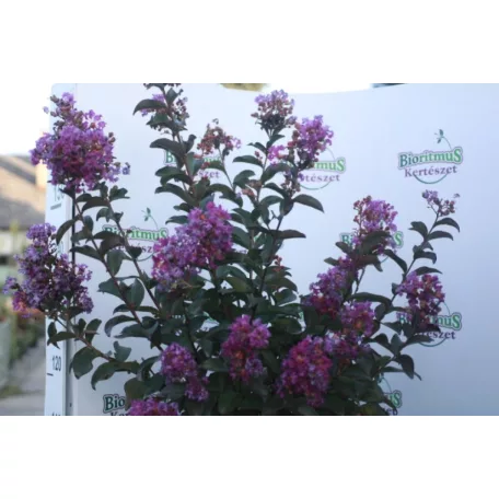 Törzse kínai selyemmirtusz Lagerstroemia indica 'Purple Star' Konténeres 15 lit. T80