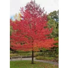 Amerikai ámbrafa Liquidambar styraciflua Konténeres 15 lit. 100/150