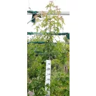 Amerikai ámbrafa Liquidambar styraciflua Konténeres 15 lit. 100/150