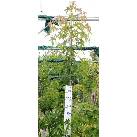 Amerikai ámbrafa Liquidambar styraciflua Konténeres 15 lit. 100/150