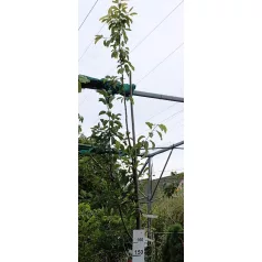 Díszalma Malus 'John Downie' K18 6/8