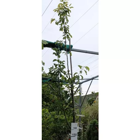 Díszalma Malus 'John Downie' K18 6/8