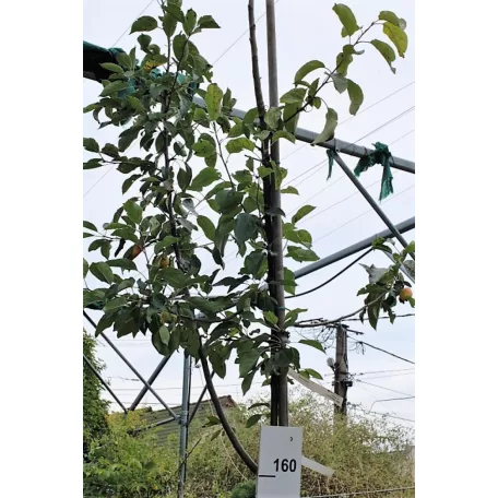 Díszalma Malus 'John Downie' K18 6/8