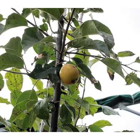 Díszalma Malus 'John Downie' K18 6/8