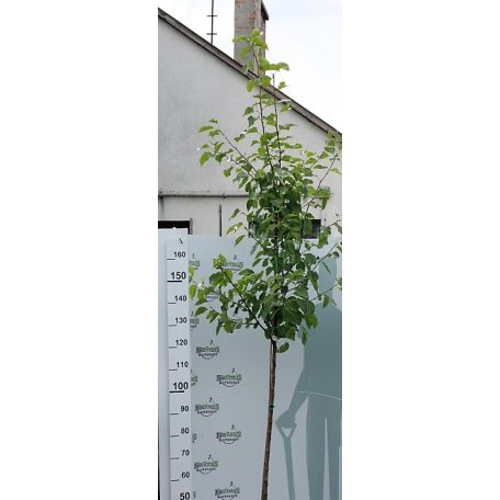 Kínai díszkörte Pyrus calleryana 'Chanticleer' 10.5 lit.