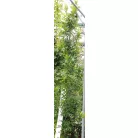 Oszlopos mocsári tölgy Quercus palustris 'Green Pillar' K18 3xi 200/250