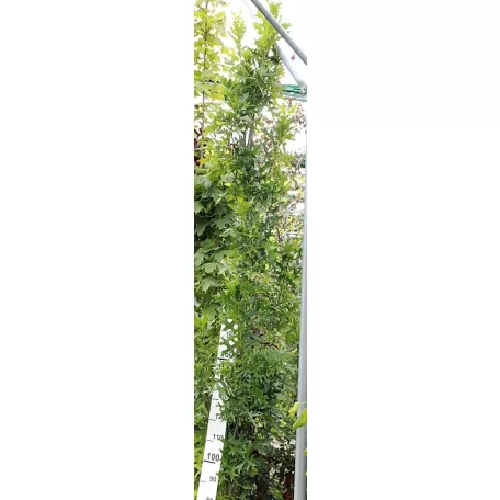 Oszlopos mocsári tölgy Quercus palustris 'Green Pillar' K18 3xi 200/250