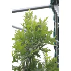Oszlopos mocsári tölgy Quercus palustris 'Green Pillar' K18 3xi 200/250