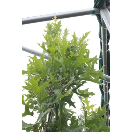 Oszlopos mocsári tölgy Quercus palustris 'Green Pillar' K18 3xi 200/250