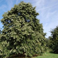   Ezüst hárs Tilia argentea 'Brabant'  Konténeres 15 lit. 6/8