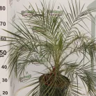 Törpe datolyapálma Phoenix roebelenii K 2 lit