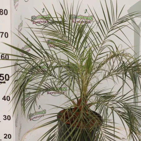 Törpe datolyapálma Phoenix roebelenii K 2 lit