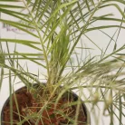 Törpe datolyapálma Phoenix roebelenii K 2 lit