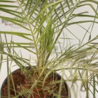 Törpe datolyapálma Phoenix roebelenii K 2 lit