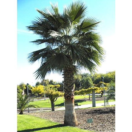 Mexikói Washington-pálma Washingtonia robusta 10L