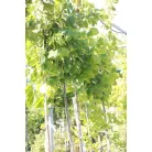 Amerikai hárs Tilia americana 'Nova' K10.5 6/8