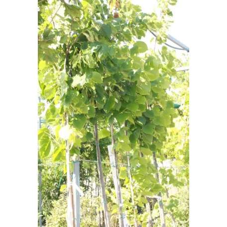 Amerikai hárs Tilia americana 'Nova' K10.5 6/8