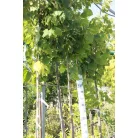 Amerikai hárs Tilia americana 'Nova' K10.5 6/8