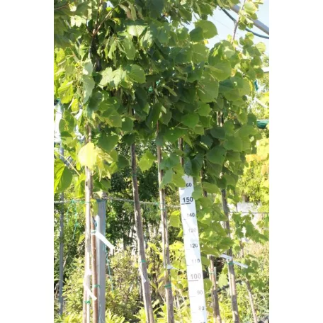 Amerikai hárs Tilia americana 'Nova' K10.5 6/8