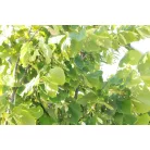 Amerikai hárs Tilia americana 'Nova' K10.5 6/8