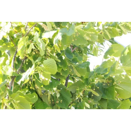 Amerikai hárs Tilia americana 'Nova' K10.5 6/8