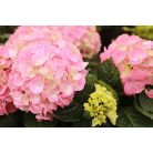 Hortenzia rózsaszín virágos Hydrangea macrophylla
