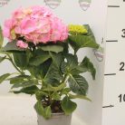 Hortenzia rózsaszín virágos Hydrangea macrophylla