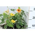 Feketeszem Thunbergia KER