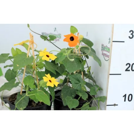 Feketeszem Thunbergia KER