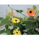 Feketeszem Thunbergia KER
