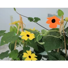 Feketeszem Thunbergia KER