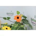 Feketeszem Thunbergia KER