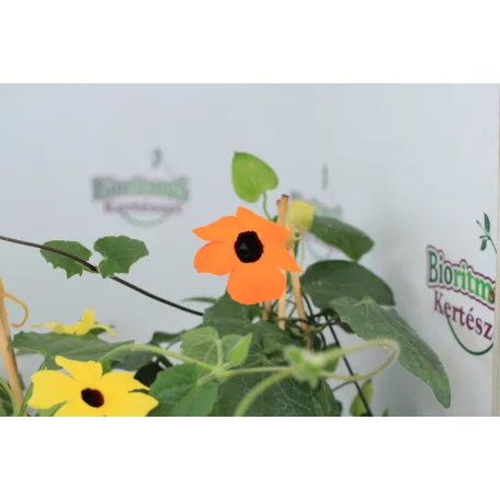 Feketeszem Thunbergia KER