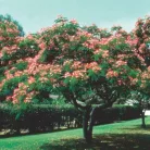 Selyemakác Albizia julibrissin Rosea 160/+cm