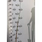 Selyemakác Albizia julibrissin Rosea 160/+cm