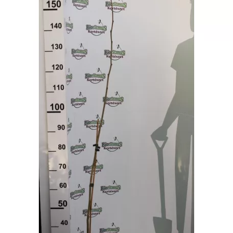 Selyemakác Albizia julibrissin Rosea 160/+cm