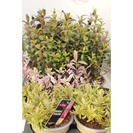 Veronikacserje Hebe in cultivars 10 cm