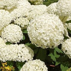 Cserjés hortenzia Hydrangea arb. Strong Annabelle 25-30 cm 
