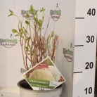 Cserjés hortenzia Hydrangea arb. Strong Annabelle 25-30 cm 