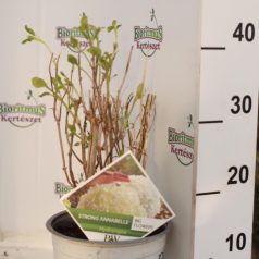 Cserjés hortenzia Hydrangea arb. Strong Annabelle 25-30 cm 