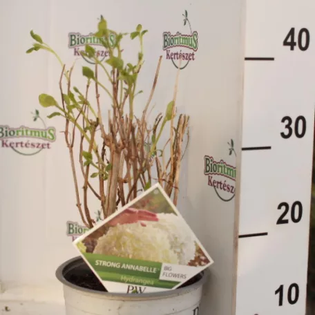 Cserjés hortenzia Hydrangea arb. Strong Annabelle 25-30 cm 