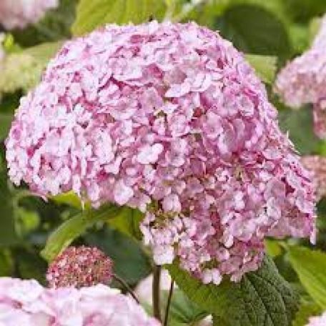 Cserjés hortenzia rágógumi rózsaszín Hydrangea a. 'Candybelle Bubblegum'