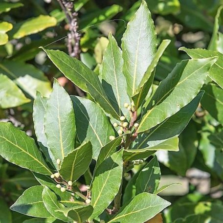 Fűszerbabér Laurus nobilis 20-25 cm