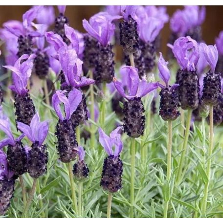 Francia levendula Lavandula st. 'Giant Summer' 30/+ cm