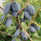 Kamcsatkai mézbogyó Lonicera kamtschatica 'Sinoglaska' 30-40 cm