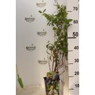 Kamcsatkai mézbogyó Lonicera kamtschatica 'Sinoglaska' 30-40 cm