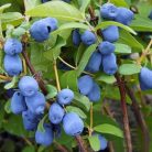 Kamcsatkai mézbogyó Lonicera kamtschatica 'Woloszebnica' 30-40 cm