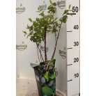 Kamcsatkai mézbogyó Lonicera kamtschatica 'Woloszebnica' 30-40 cm