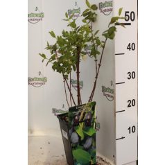   Kamcsatkai mézbogyó Lonicera kamtschatica 'Woloszebnica' 30-40 cm